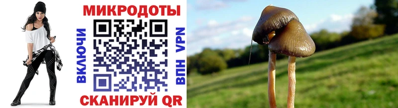 Псилоцибиновые грибы Psilocybe  Купить  Солнечногорск 